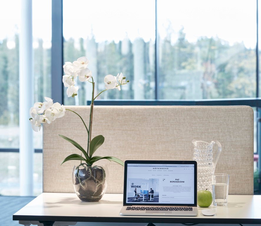 orkide-phalaenopsis-650