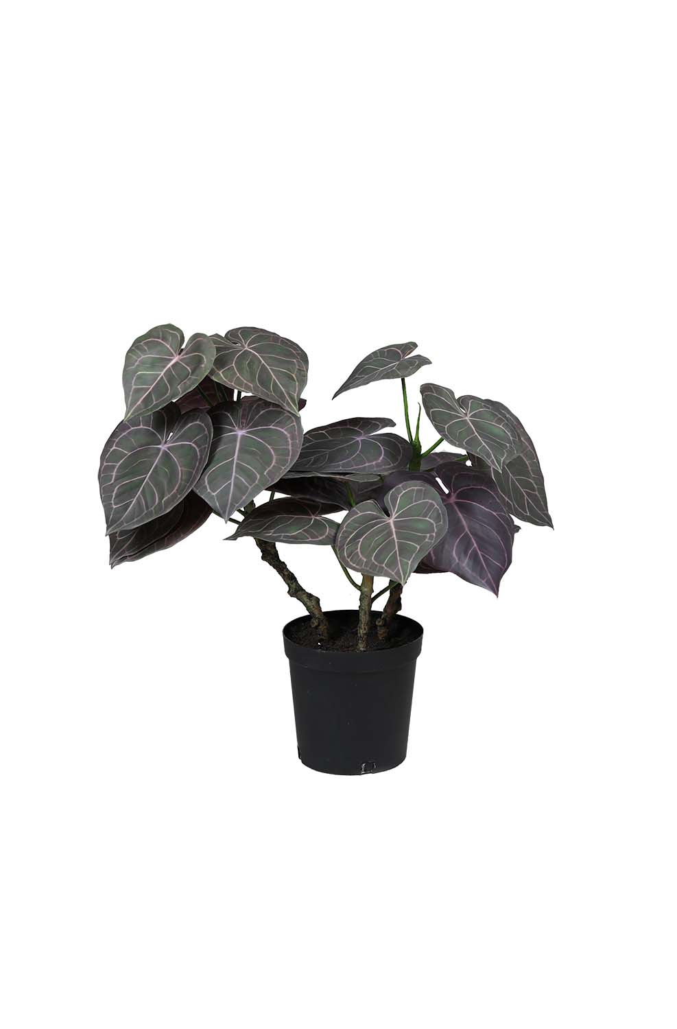 anthurium-650