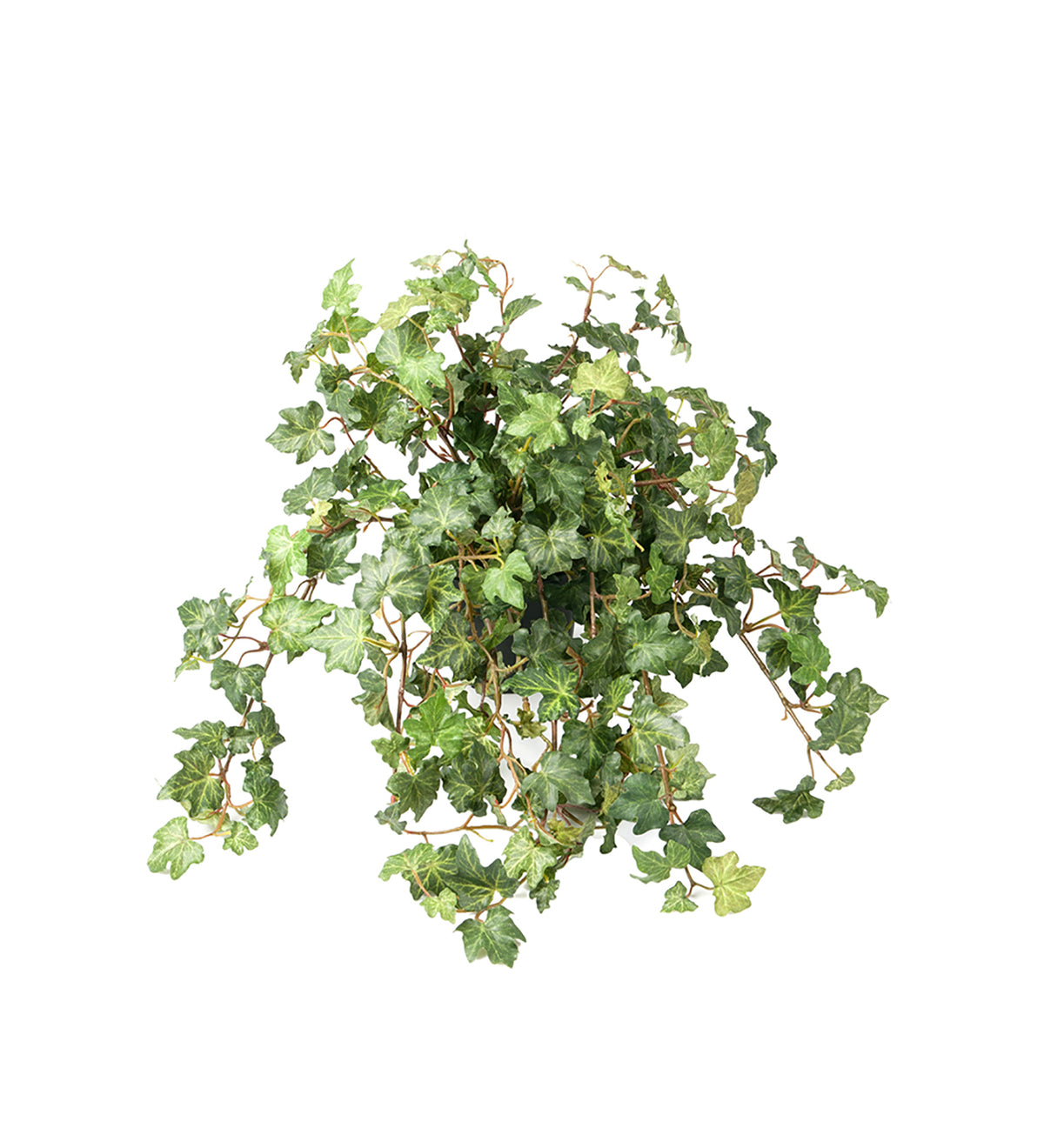 Kunstig plante eføy