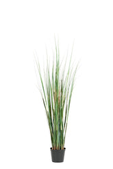 gras-950