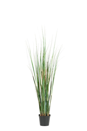 gras-950